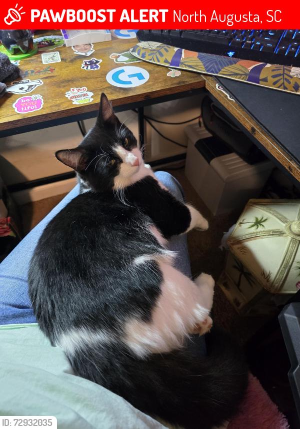 Lost Male Cat last seen OLD SUDLOW LAKE AND BLANCHARD, North Augusta, SC 29841