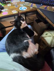 Lost Male Cat last seen OLD SUDLOW LAKE AND BLANCHARD, North Augusta, SC 29841