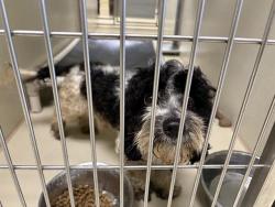 Shelter Stray Male Dog last seen , Milwaukee, WI 53215