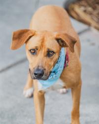 Shelter Stray Male Dog last seen LAS, Doral, FL 33122