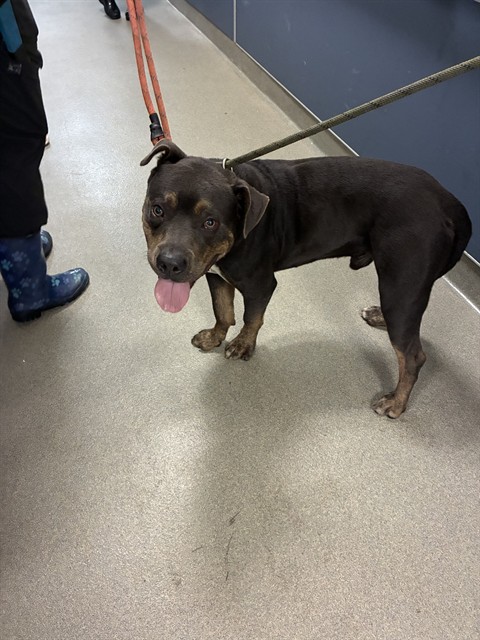 Shelter Stray Male Dog last seen LAS, Doral, FL 33122