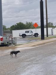 Found/Stray Male Dog last seen Dermatology center , Amarillo, TX 79106