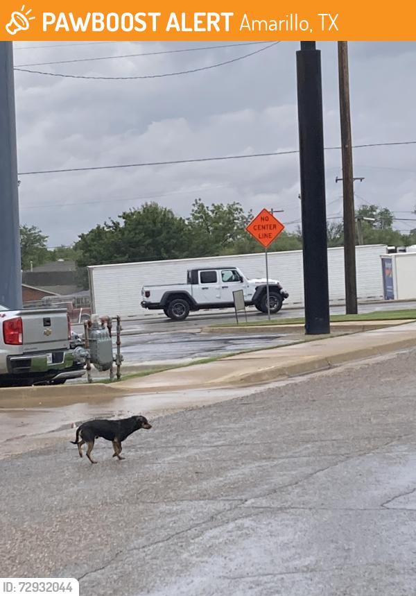 Found/Stray Male Dog last seen Dermatology center , Amarillo, TX 79106