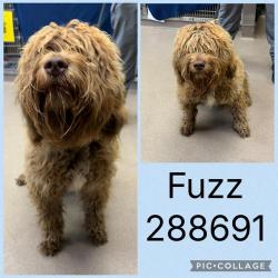 Shelter Stray Male Dog last seen HALL STREET, Macon, GA 31216