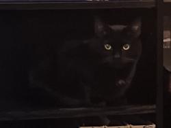 Lost Female Cat last seen Racecource, York, England YO23 1EH