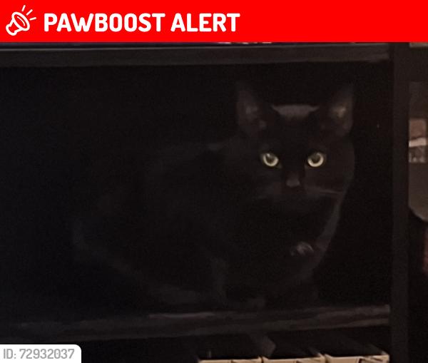Lost Female Cat last seen Racecource, York, England YO23 1EH