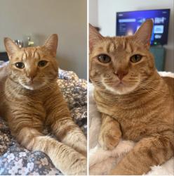 Reunited Male Cat last seen Holt park blvd, Grove City, OH 43123