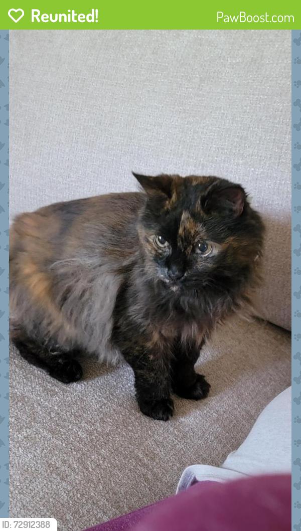 Reunited Female Cat last seen Merrimack Dr in Hometown Village, before the open field, Howell, MI 48843