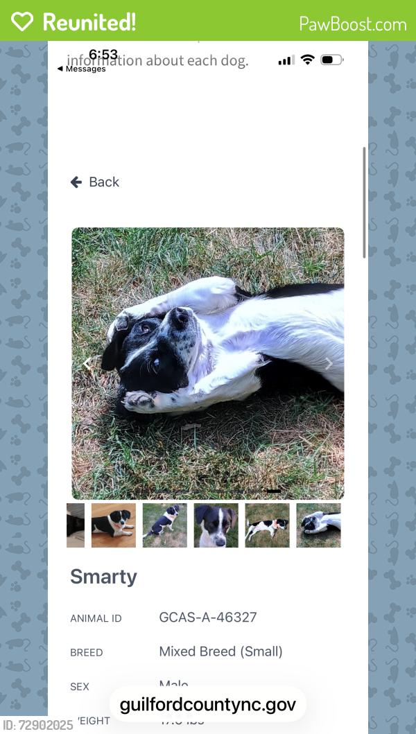 Reunited Male Dog last seen Greenview Dr., Greensboro, NC 27409