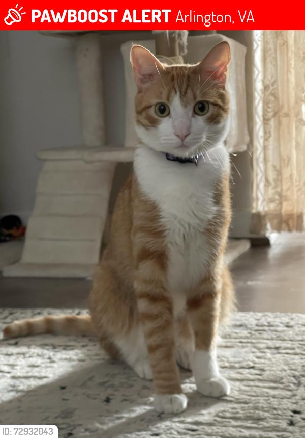 Lost Male Cat last seen North Glebe Rd , Arlington, VA 22203