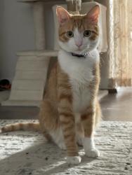 Lost Male Cat last seen North Glebe Rd , Arlington, VA 22203