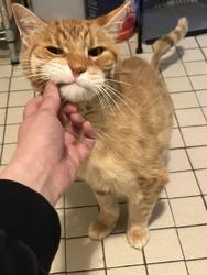 Reunited Male Cat last seen Partridge st & Woodlawn , Albany, NY 12206
