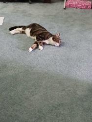 Found/Stray Female Cat last seen Ruby drive bestwood, Bestwood, England NG5 5LG