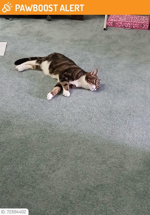 Found/Stray Female Cat last seen Ruby drive bestwood, Bestwood, England NG5 5LG