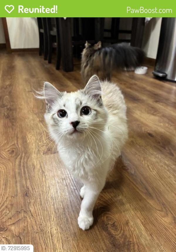 Reunited Male Cat last seen Cypress point , Virginia Beach, VA 23455