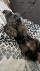 Lost Male Dog last seen Lucky Street and Banjo Street, Houston, TX 77088