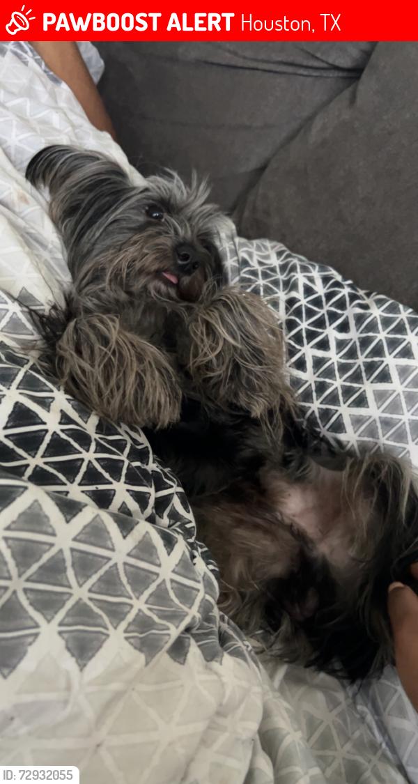 Lost Male Dog last seen Lucky Street and Banjo Street, Houston, TX 77088