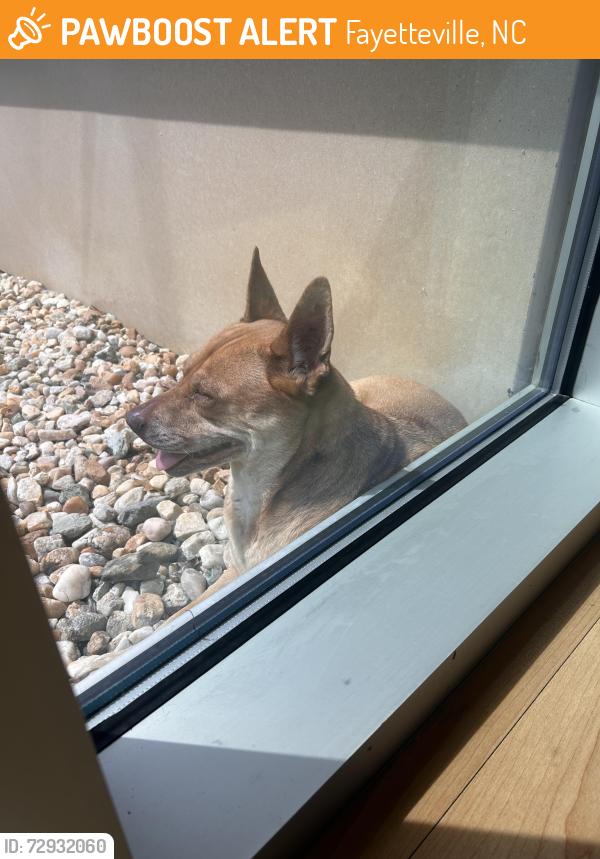 Found/Stray Unknown Dog last seen Veterans affairs on raeford rd, Fayetteville, NC 28304