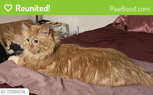 Reunited Male Cat last seen Kenton avenue and 149th st, Midlothian, IL 60445