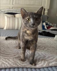 Reunited Female Cat last seen Hemlock Drive, McMurray 15317, Thompsonville, PA 15317