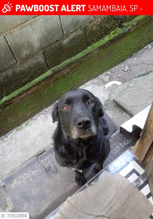 Lost Male Dog last seen Próximo a escola Albert Einstein , SAMAMBAIA, SP 11713-000