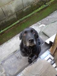 Lost Male Dog last seen Próximo a escola Albert Einstein , SAMAMBAIA, SP 11713-000