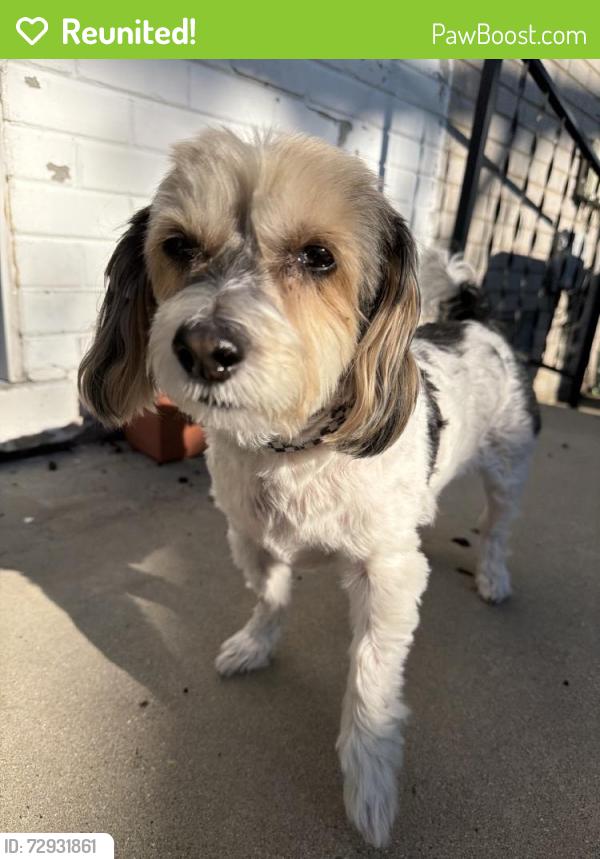Reunited Male Dog last seen Hayes Ave, Eastpointe, MI 48021, USA, Eastpointe, MI 48021