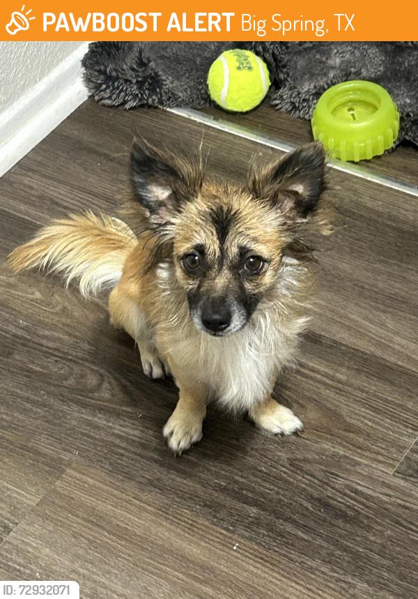 Found/Stray Male Dog last seen Near w hwy 80, Big Spring, TX 79720
