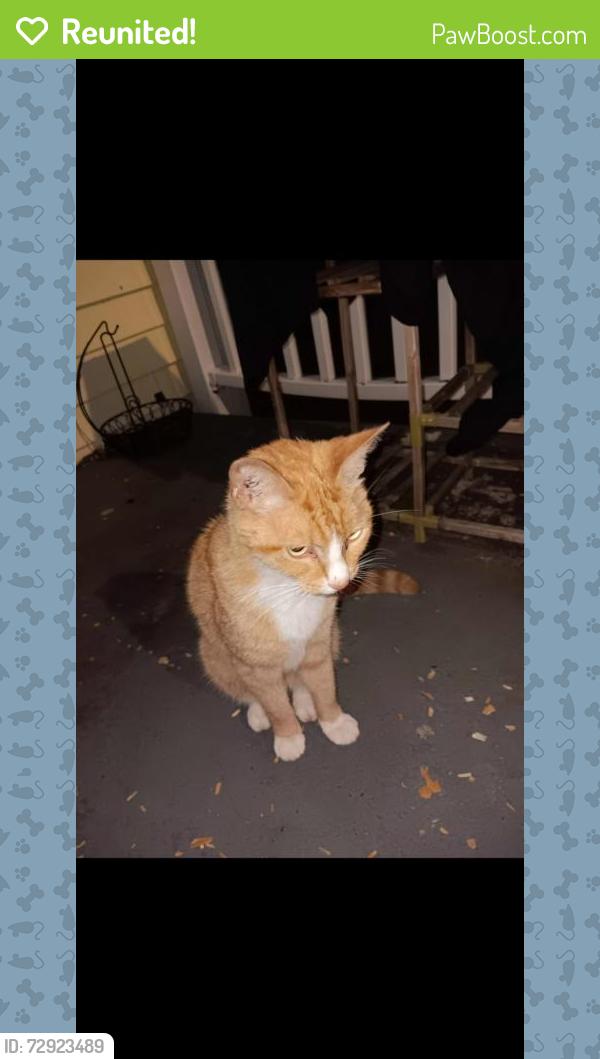 Reunited Unknown Cat last seen Near Julian st , Advance, NC 27006