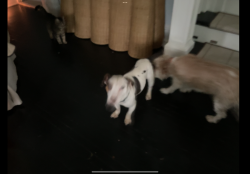 Found/Stray Unknown Dog last seen N Harrison and 27th st, Wilmington, DE 19899