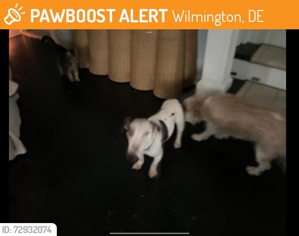 Found/Stray Unknown Dog last seen N Harrison and 27th st, Wilmington, DE 19899