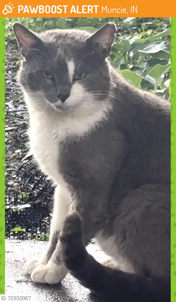 Found/Stray Male Cat last seen E 26 st , Muncie, IN 47302