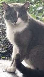 Found/Stray Male Cat last seen E 26 st , Muncie, IN 47302