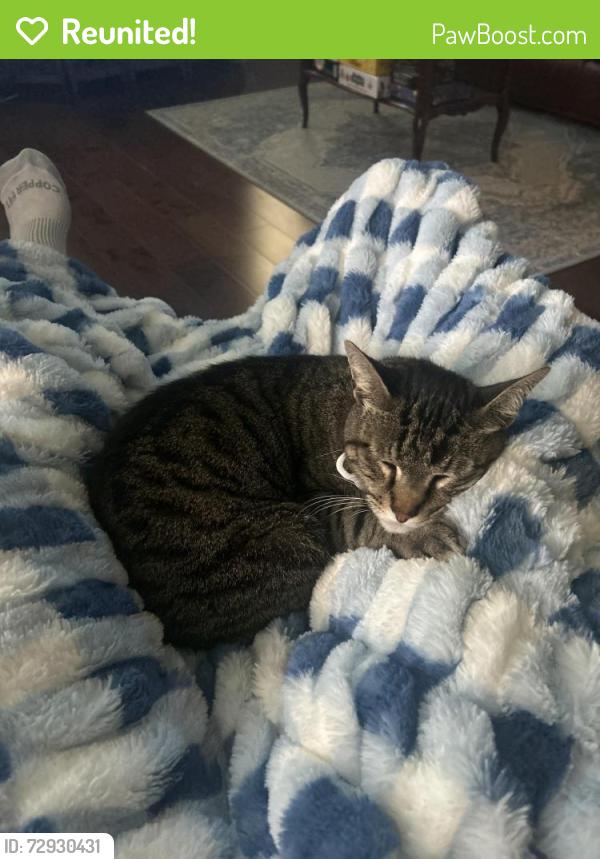 Reunited Male Cat last seen Kingsway, Georgetown, TX 78628