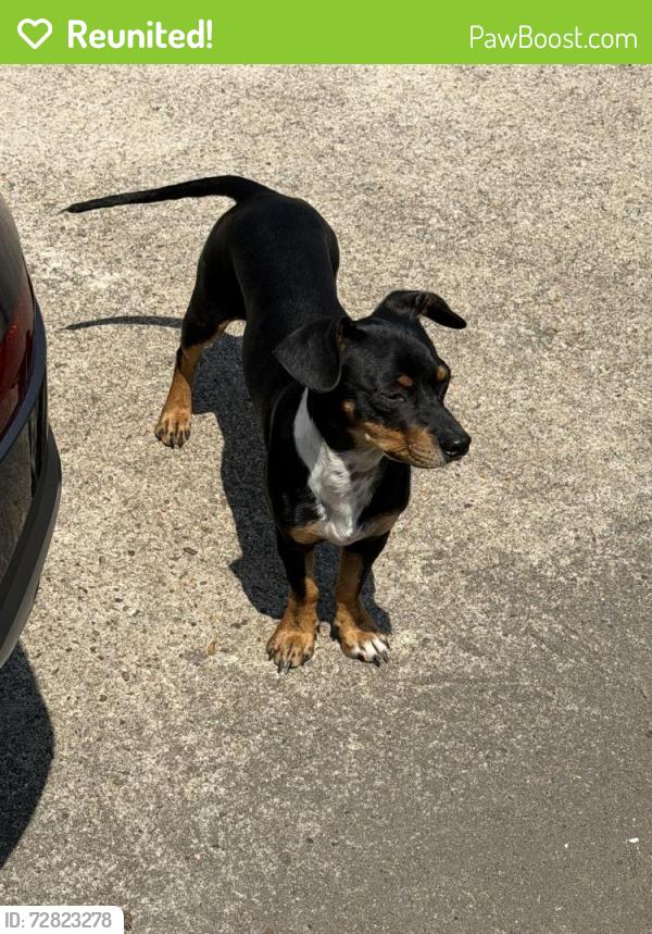 Reunited Male Dog last seen Sonoma way, Houston, TX 77053