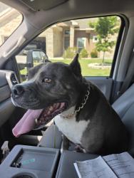 Found/Stray Male Dog last seen Near Slippery Elm nolanville , Nolanville, TX 76559