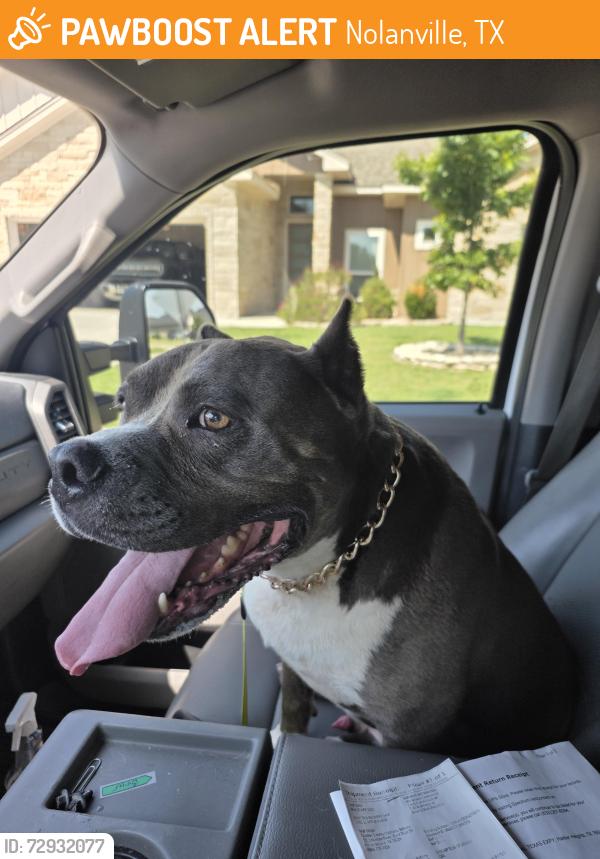 Found/Stray Male Dog last seen Near Slippery Elm nolanville , Nolanville, TX 76559