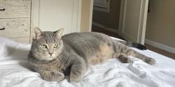 Reunited Male Cat last seen Clawson Ave and 13 miles area, Royal Oak, MI 48073