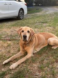 Reunited Male Dog last seen Church St, Penryn, CA 95663, USA, Penryn, CA 95663