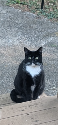 Lost Male Cat last seen Trout st , Marietta, GA 30060