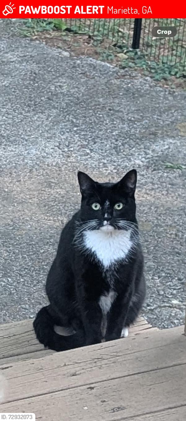 Lost Male Cat last seen Trout st , Marietta, GA 30060
