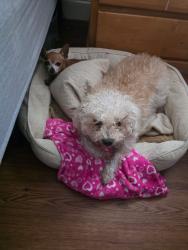 Lost Male Dog last seen San Carlos and bascom , San Jose, CA 95128