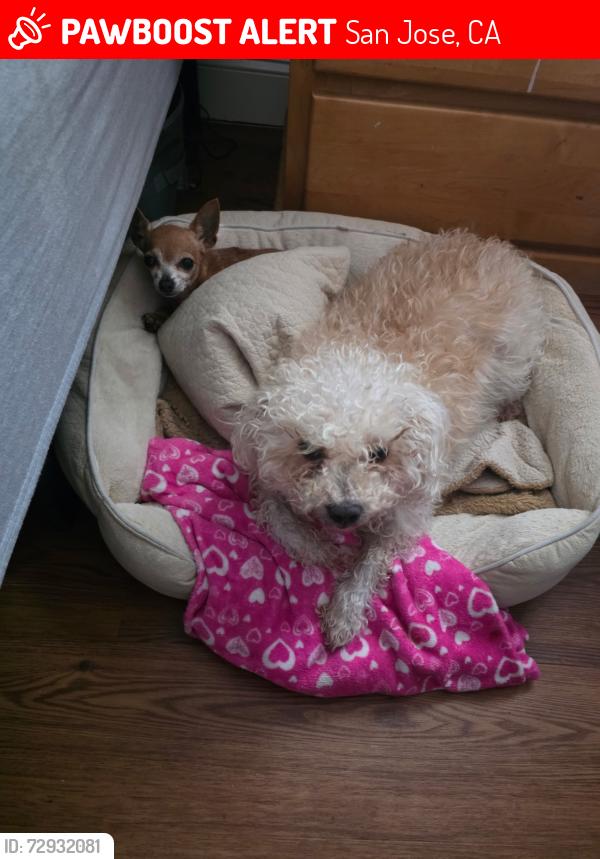 Lost Male Dog last seen San Carlos and bascom, San Jose, CA 95128