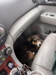 Found/Stray Male Dog last seen Low Rd and Hwy 12, Naches, WA 98937