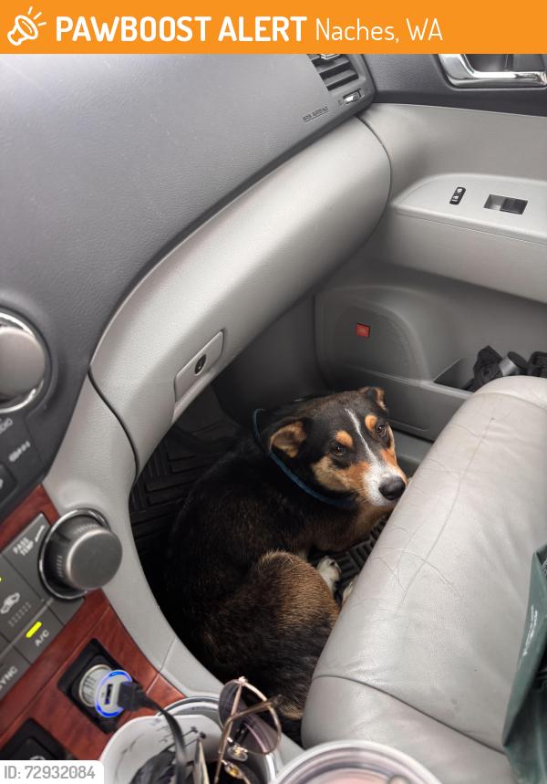 Found/Stray Male Dog last seen Low Rd and Hwy 12, Naches, WA 98937