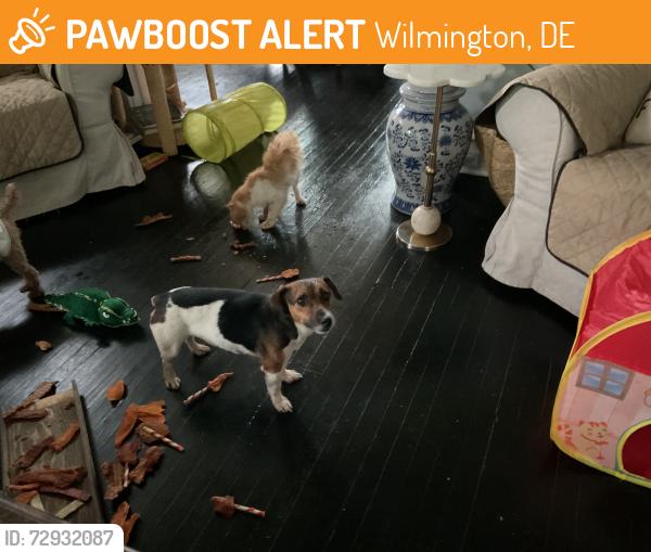Found/Stray Unknown Dog last seen N Harrison and 27th street, Wilmington, DE 19802