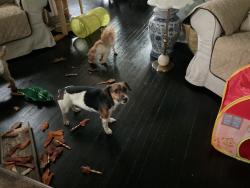 Found/Stray Unknown Dog last seen N Harrison and 27th street, Wilmington, DE 19802