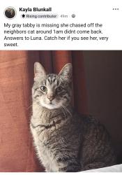 Lost Female Cat last seen Hot Springs Village, Park Ave, Fountain lake, Fountain Lake, AR 71901