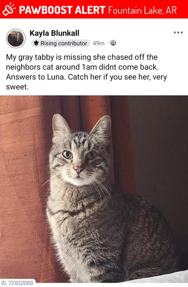 Lost Female Cat last seen Hot Springs Village, Park Ave, Fountain lake, Fountain Lake, AR 71901