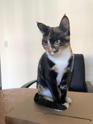 Reunited Female Cat last seen Near Margaux Court, Monroe, GA 30656